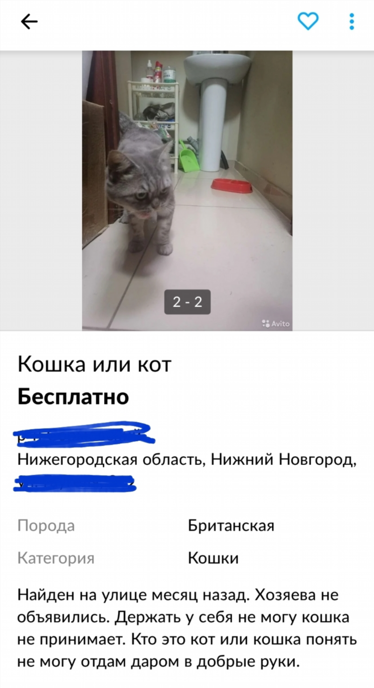 Авито богучар воронежская область доска бесплатных объявлений животные