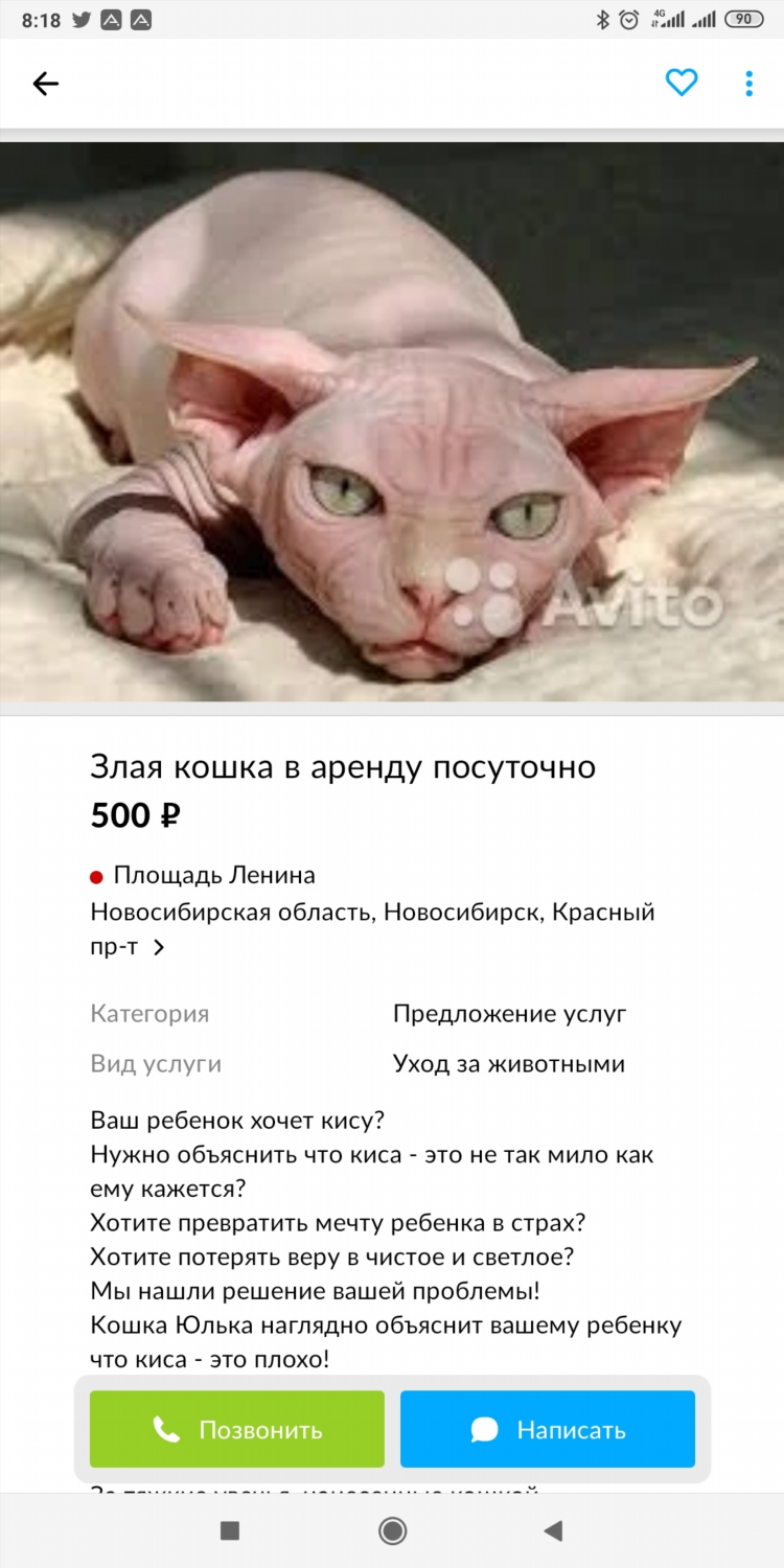 Авито кемерово животные кошки бесплатные объявления