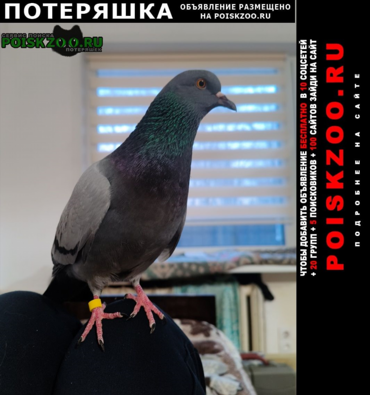 Доска объявлений птичка