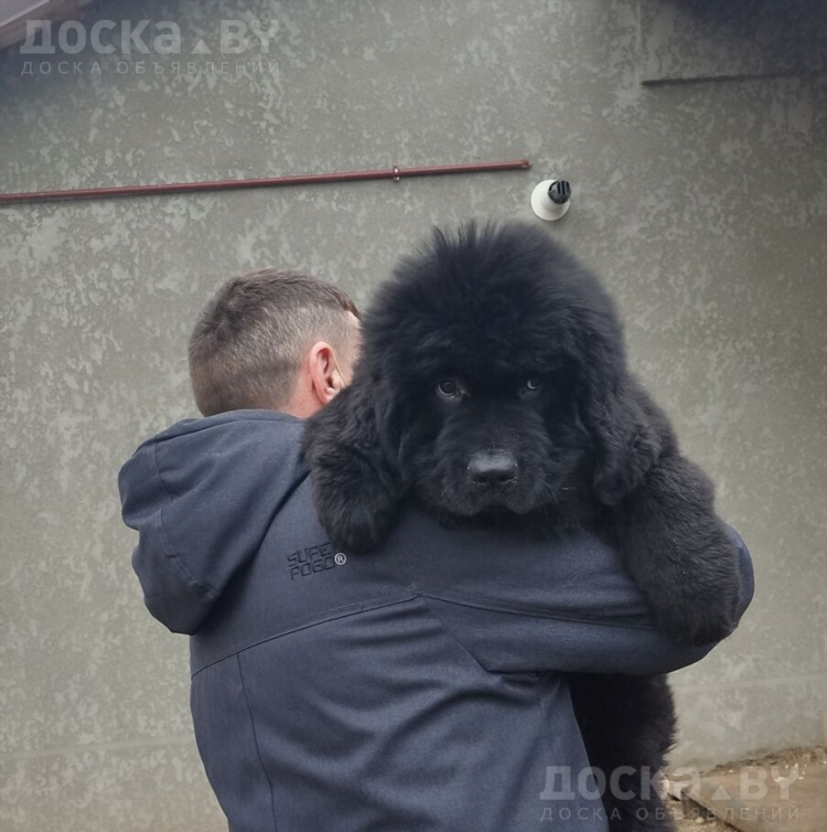 Доска объявлений витебск
