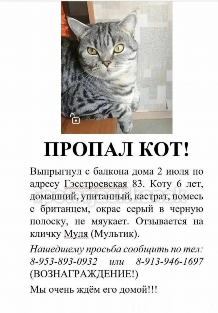 Как написать объявление о потере кота