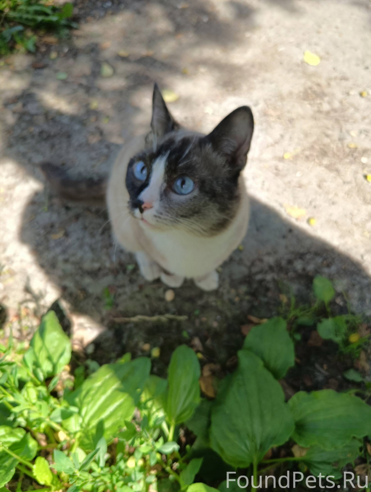 Котята в нижнем тагиле свежие объявления