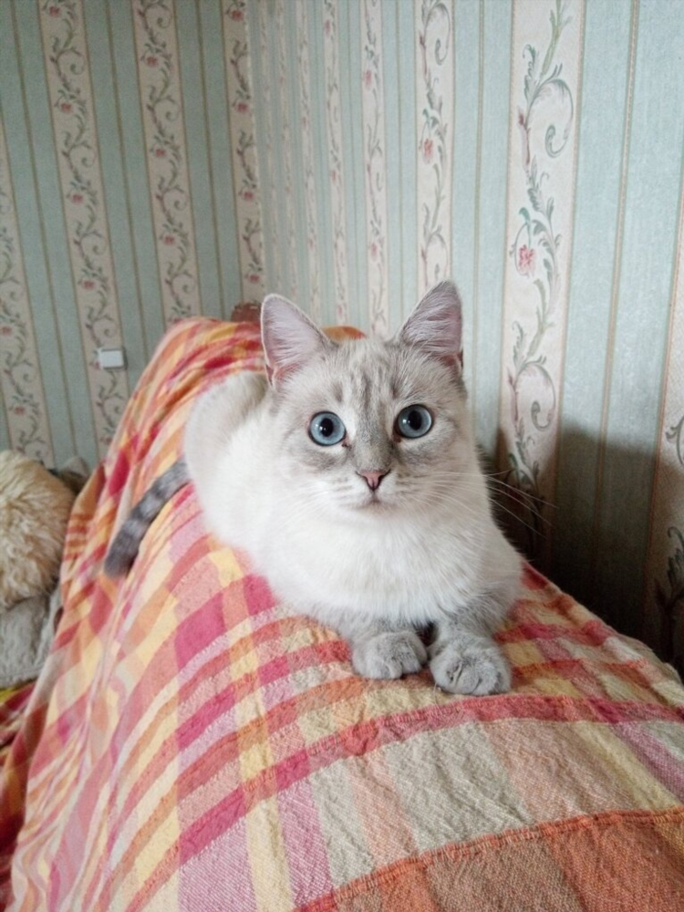 Котята в спб свежие объявления