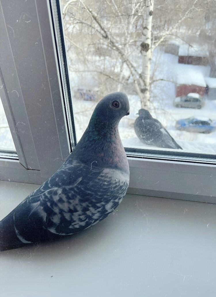 Объявление о пропаже голубя