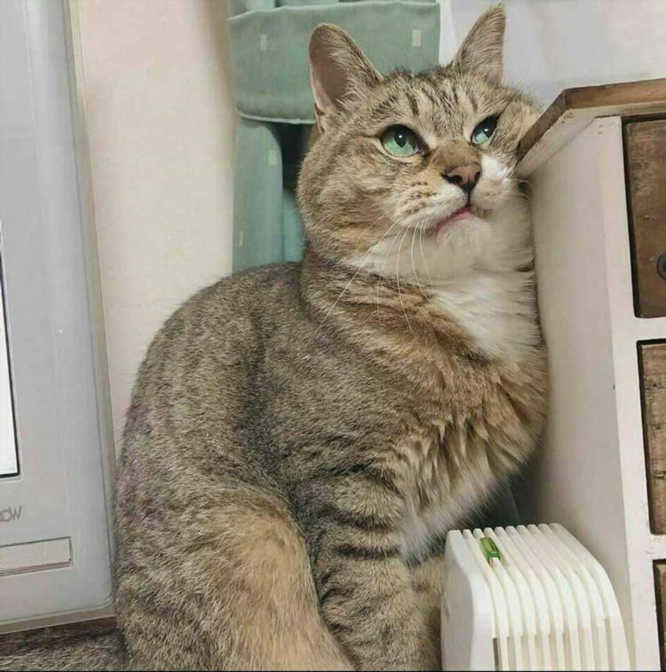 Объявления на юле кошки