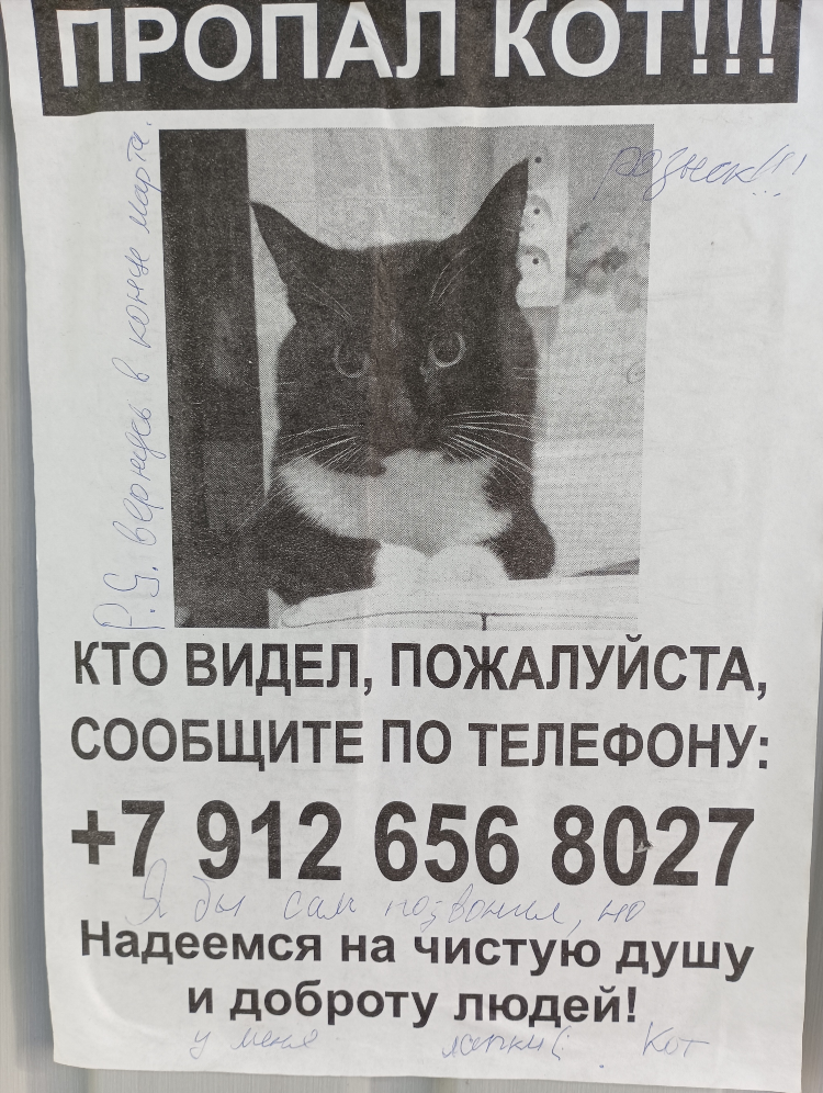 Пример объявления о пропаже кота