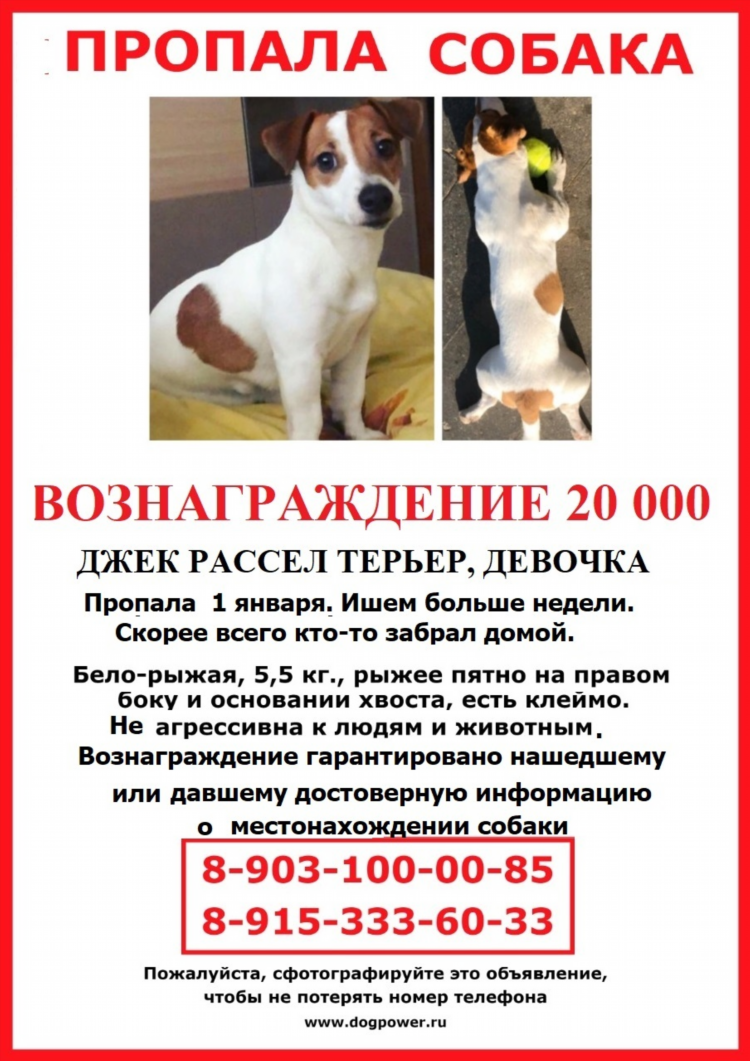Свежие объявления о продаже собак